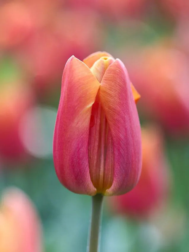 2- kleurige tulp - Jimmy (geurend)
