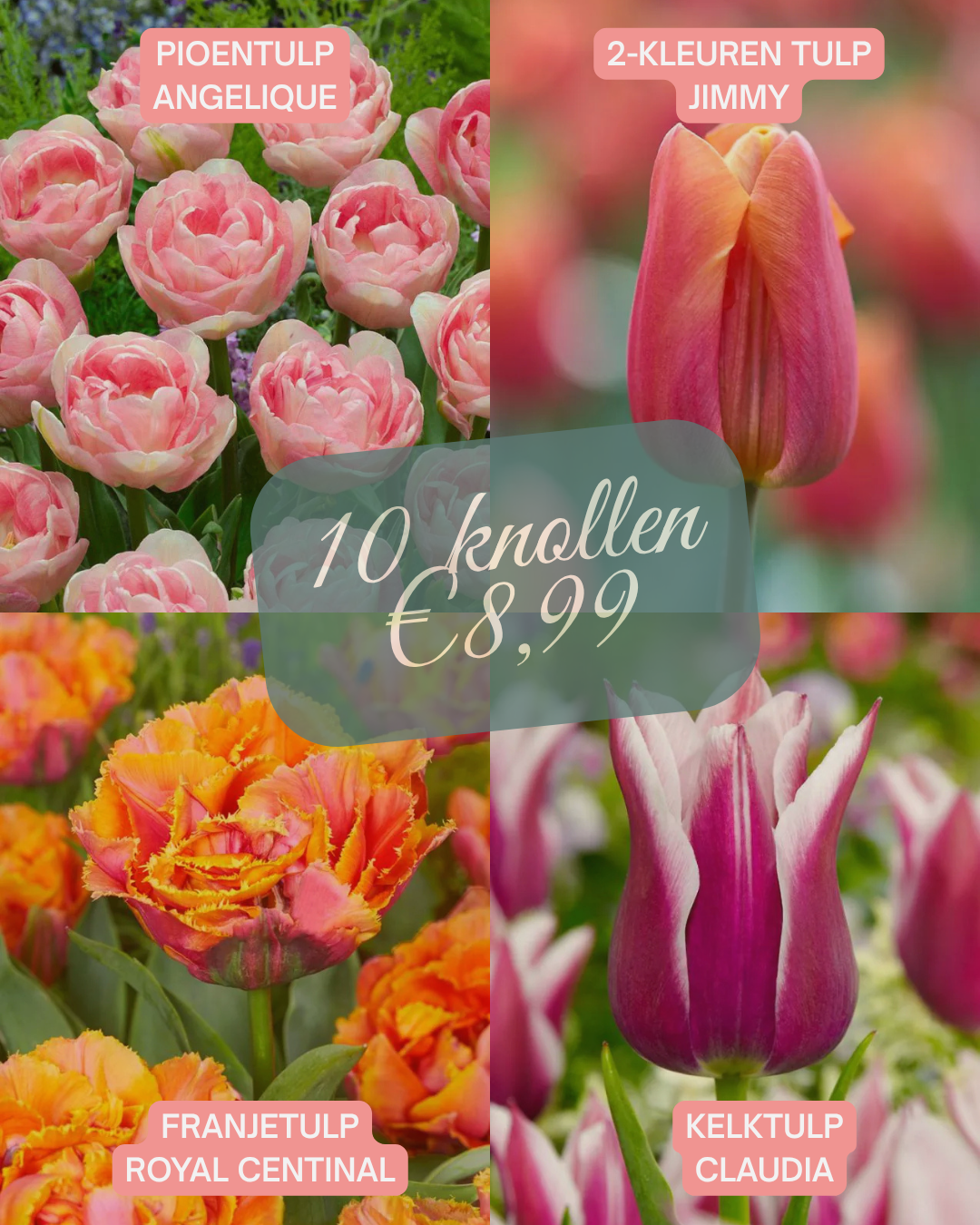 Pre-order Tulpen