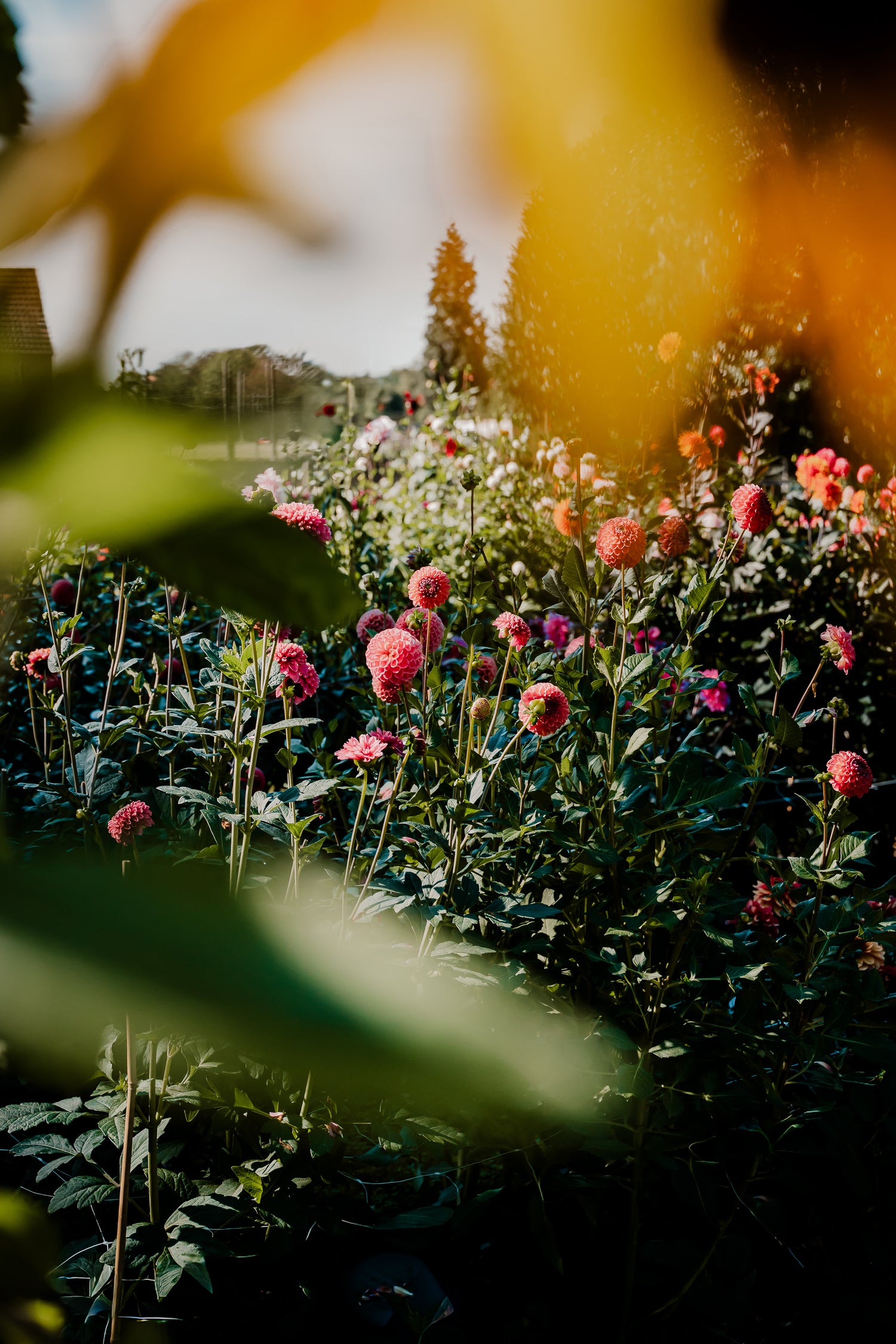 Dahliaknollen van de Boerin