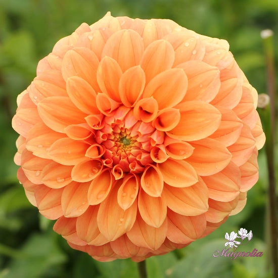 Garden Jubilee