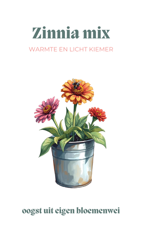 Zinnia
