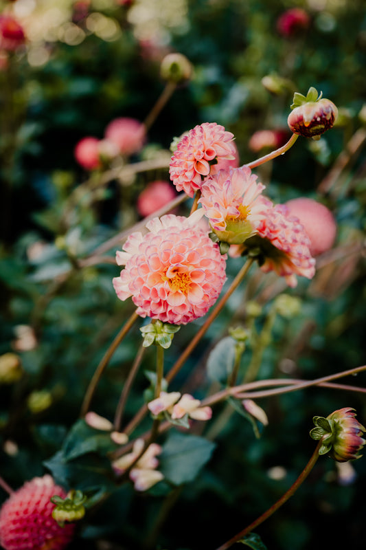 Bar Bouquet - Dahlia splitsen en voorbereiden 21/03/2026
