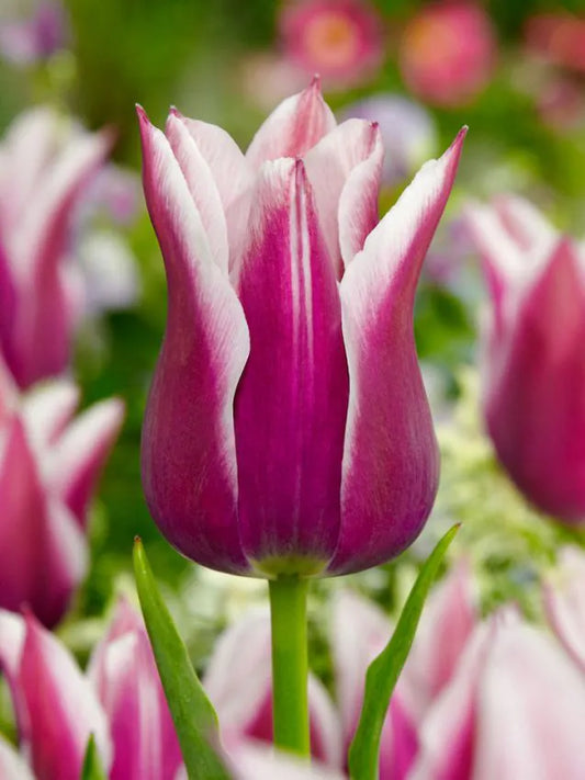 Kelktulp - Claudia