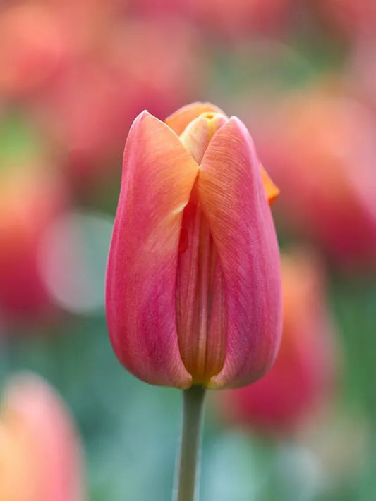 2- kleurige tulp - Jimmy (geurend)
