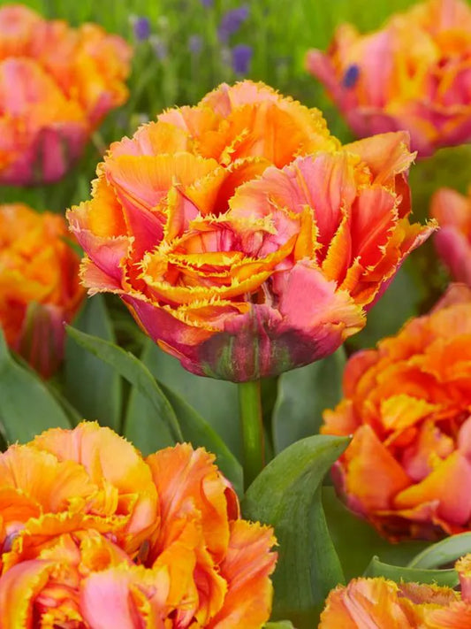 Franjetulp - Royal centinal peach